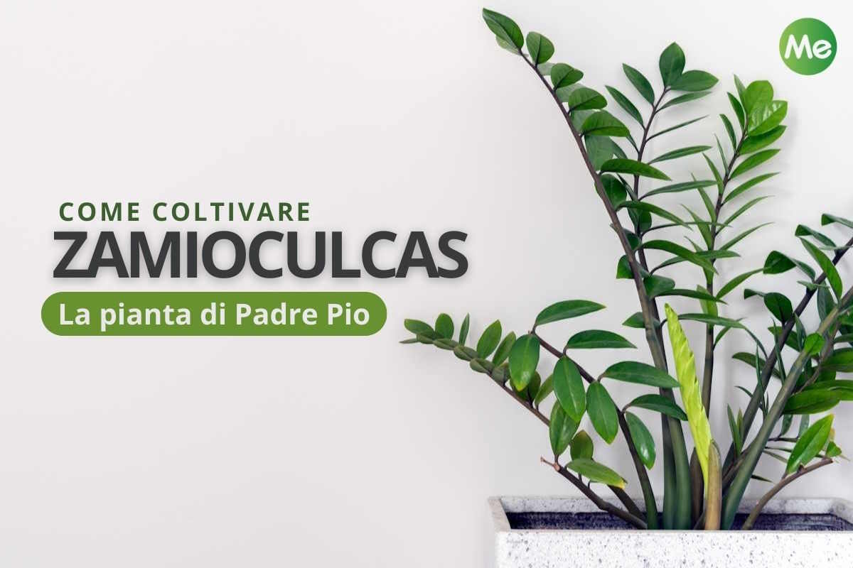 Zamioculcas: tutto su come coltivare e curare la pianta di Padre Pio 1 pianta padre pio2.jpg