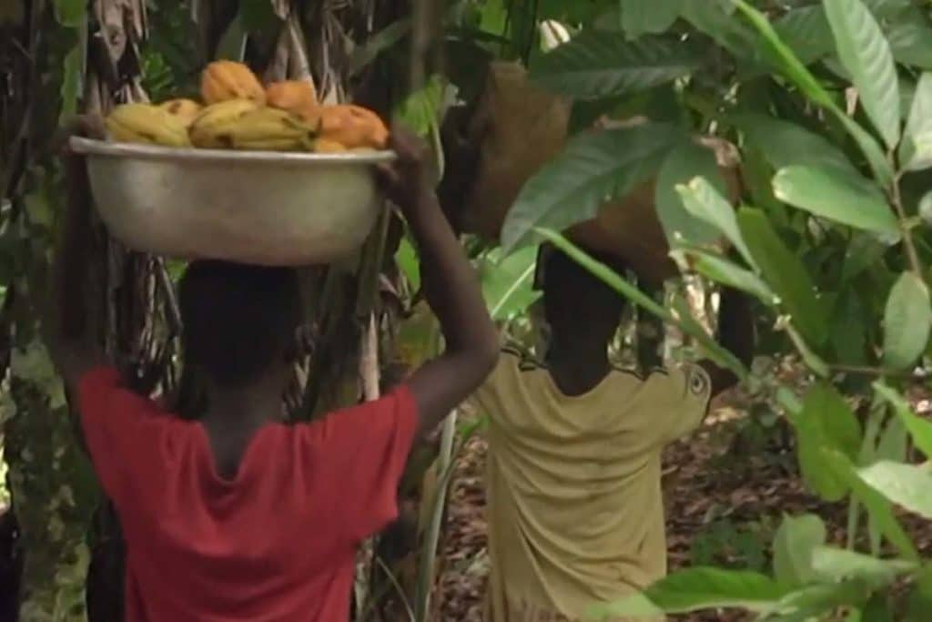 piantagioni cacao.jpg