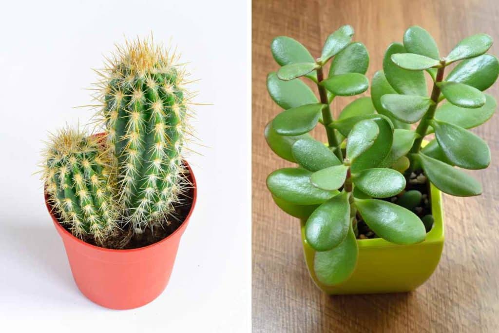piante grasse piante succulente.jpg