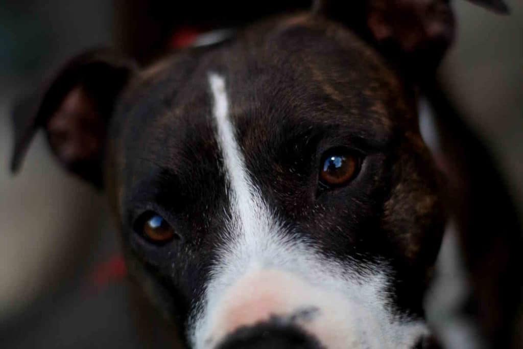 pitbull.jpg