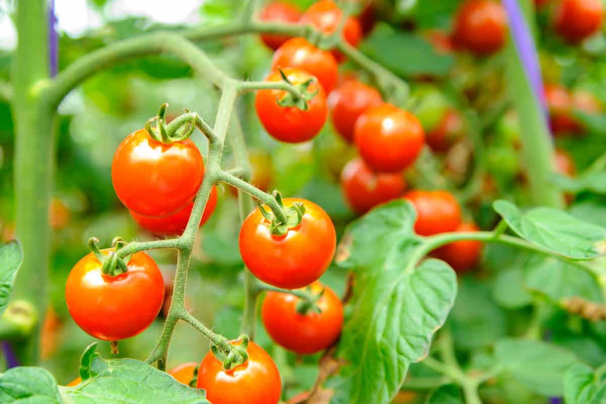 Le piante di pomodoro biologico sono più “intelligenti” di quelle ibride e trattate con i pesticidi (svelate abilità chimiche sorprendenti) 1 pomodori 1.jpg