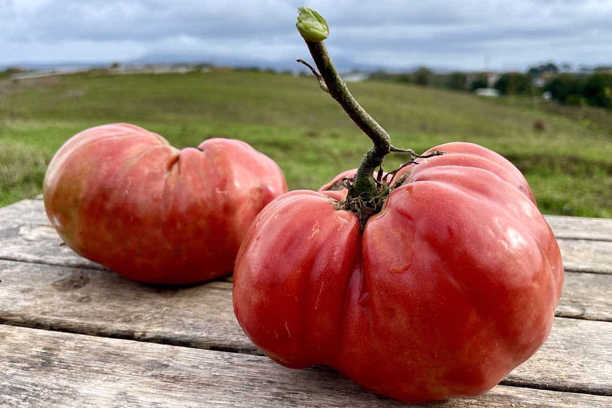 Dopo 60 anni, questo pomodoro torna sulle nostre tavole grazie al prezioso lavoro dei Cercatori di semi 1 pomodoro pantano ardea.jpg