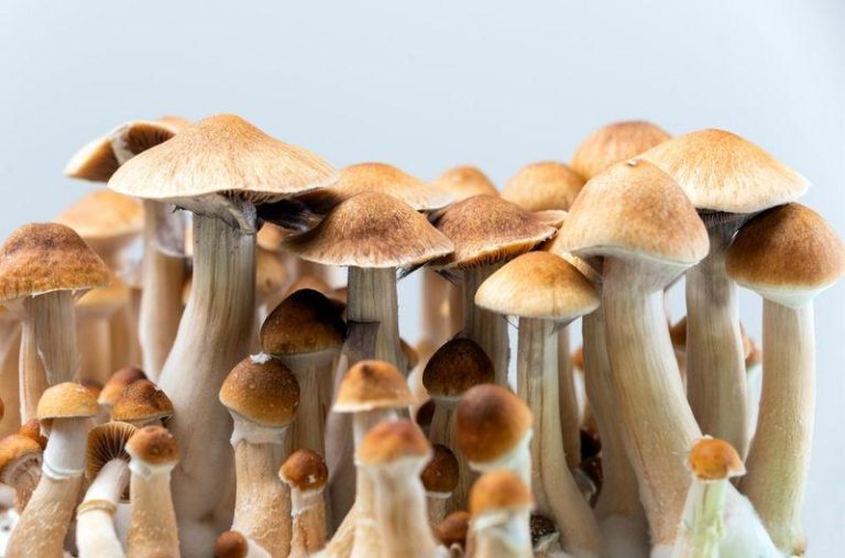 psilocybe cubensis m.jpg