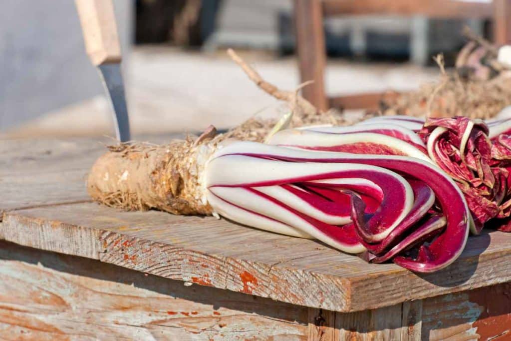 radicchio.jpg