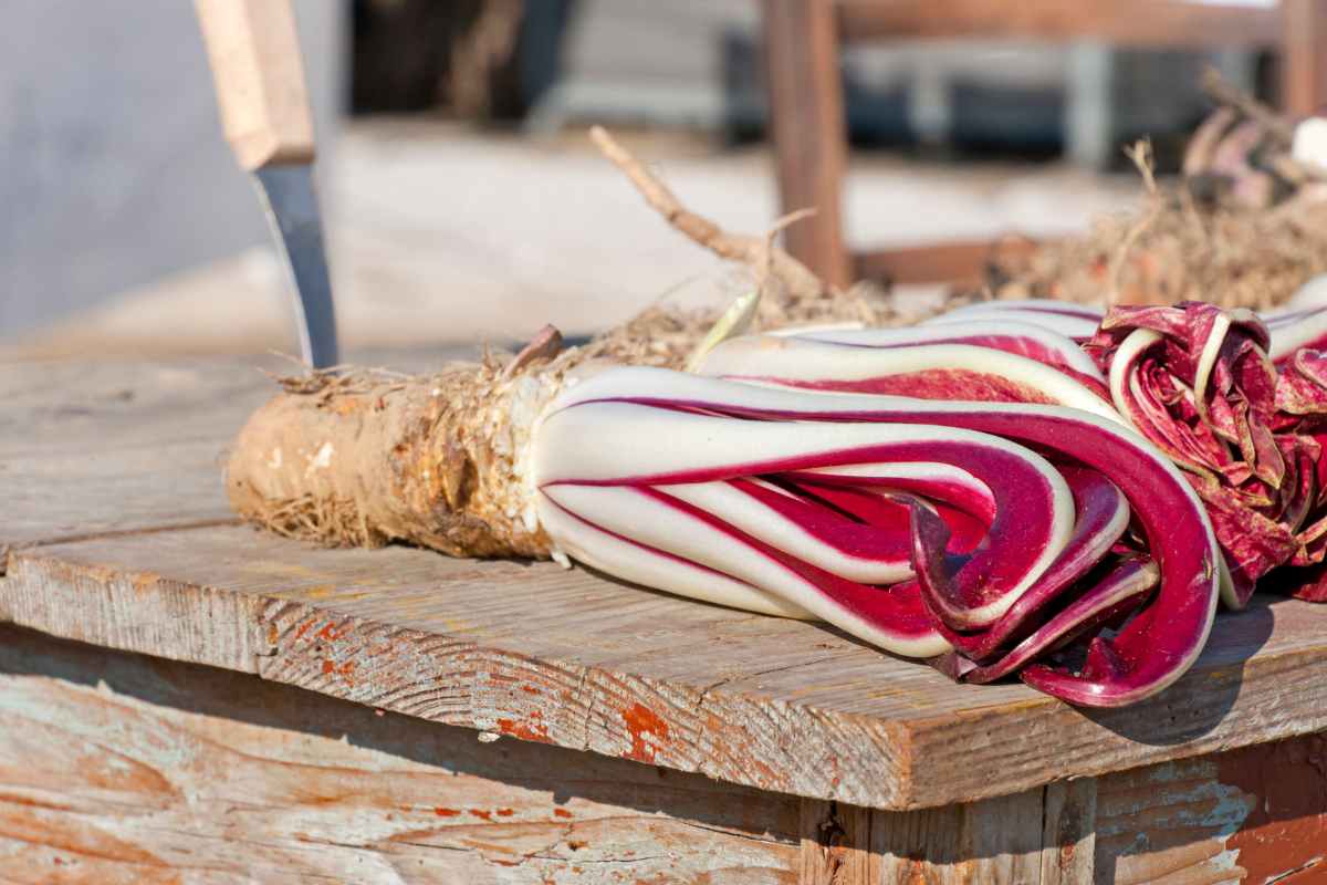 radicchio.jpg