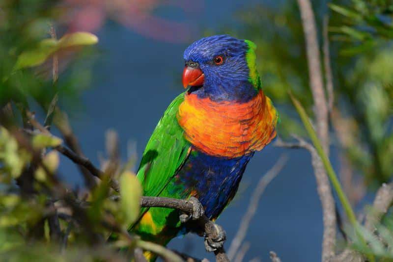 rainbow lorikeet m.jpg