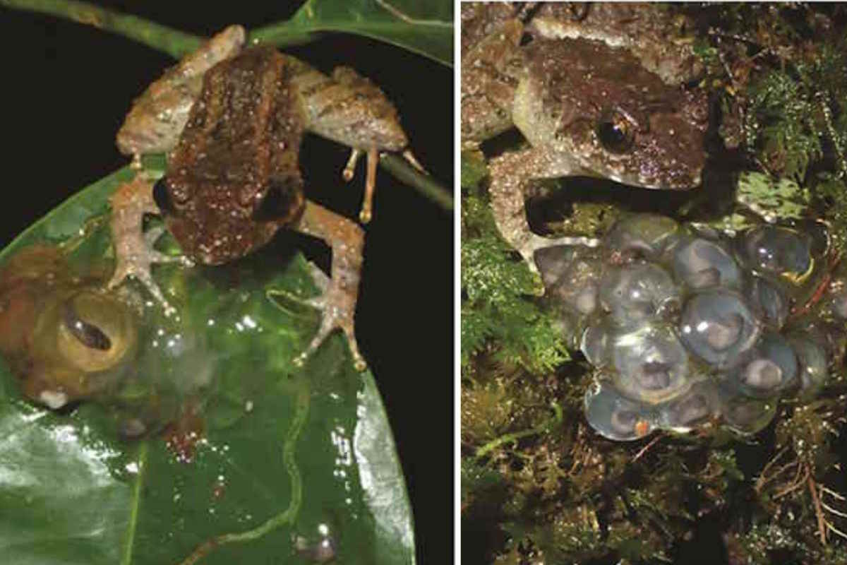 Scoperti minuscoli anfibi “con le zanne” in Indonesia, sono la specie di rana zannuta più piccola del mondo 1 rane zanne.jpg