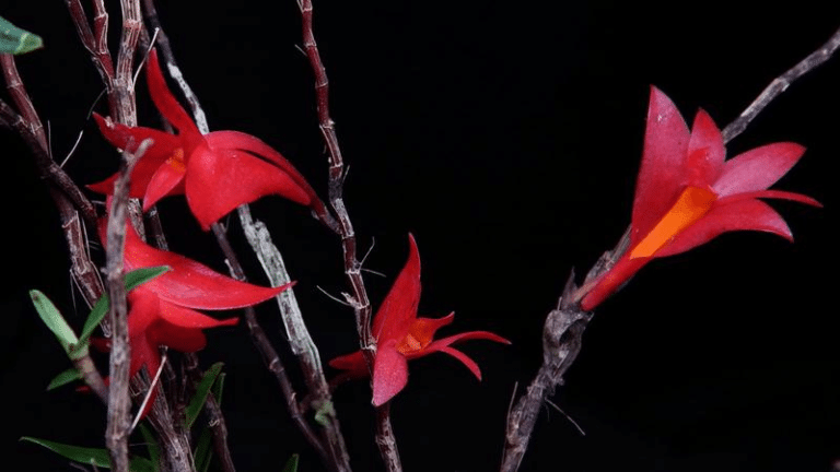 red orchid raja ampat m.png