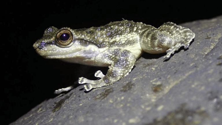saber toothed frog m.png