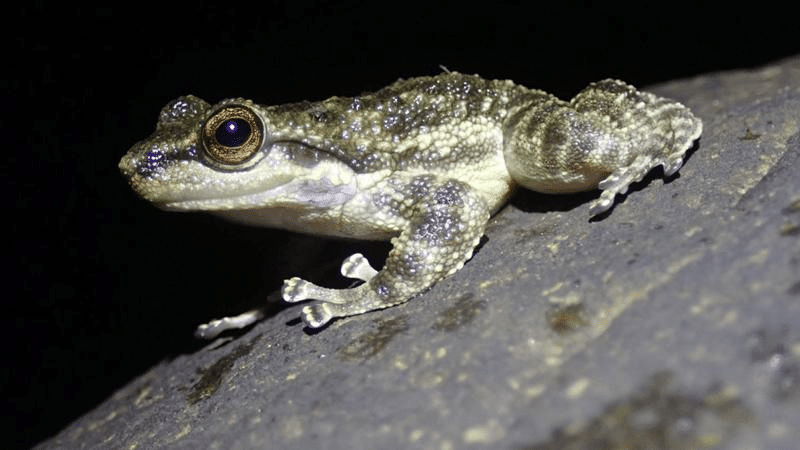 saber toothed frog m.png