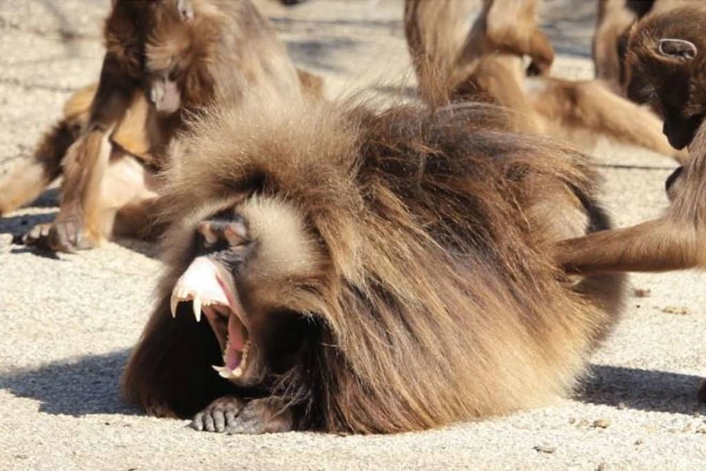 sbadigli gelada.jpg