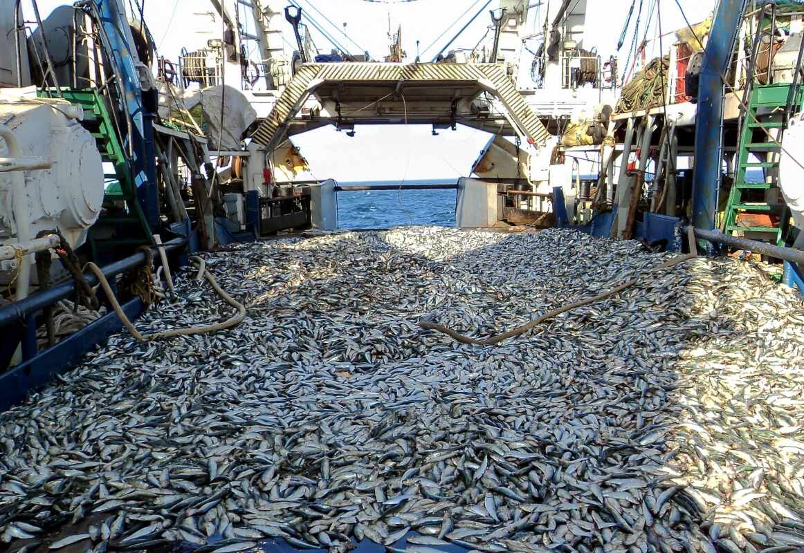 La pesca a strascico è una “deforestazione marina”: emette 370 milioni di tonnellate di CO2 all’anno 1 shutterstock 600383477 e1652091012168.jpg