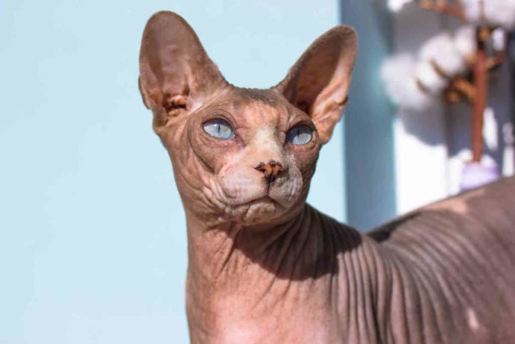 sphynx.jpg