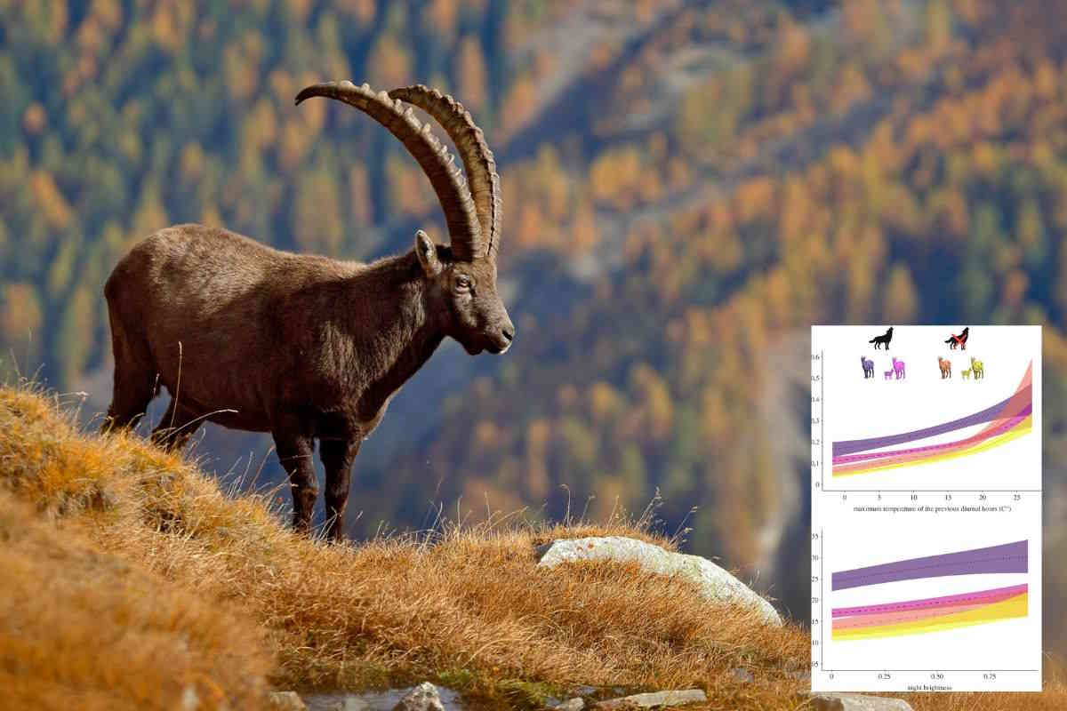 stambecco.jpg