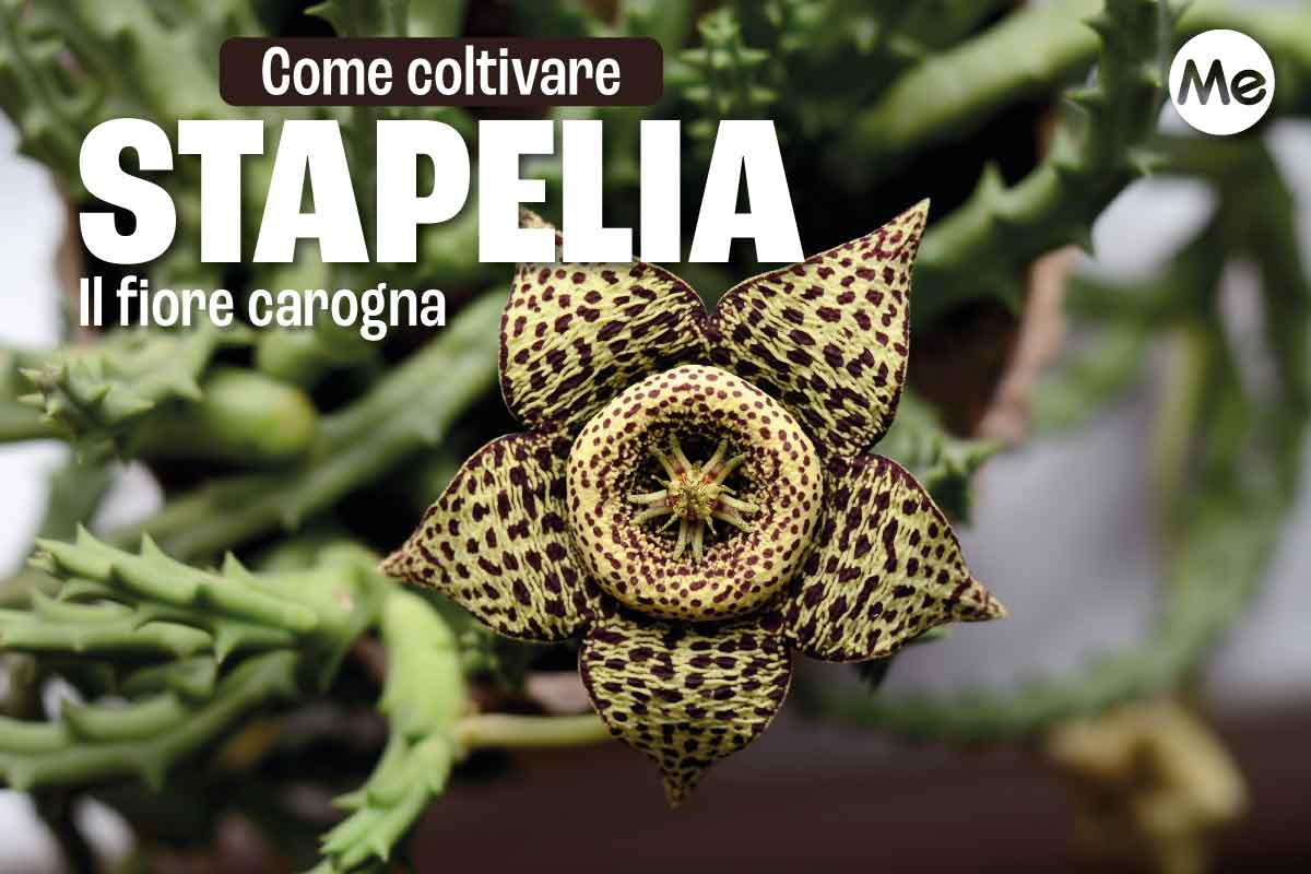 Stapelia: tutto su come coltivare il fiore carogna 1 stapelia 5.jpg