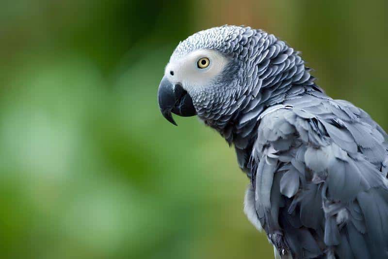 swearing african grey m.jpg