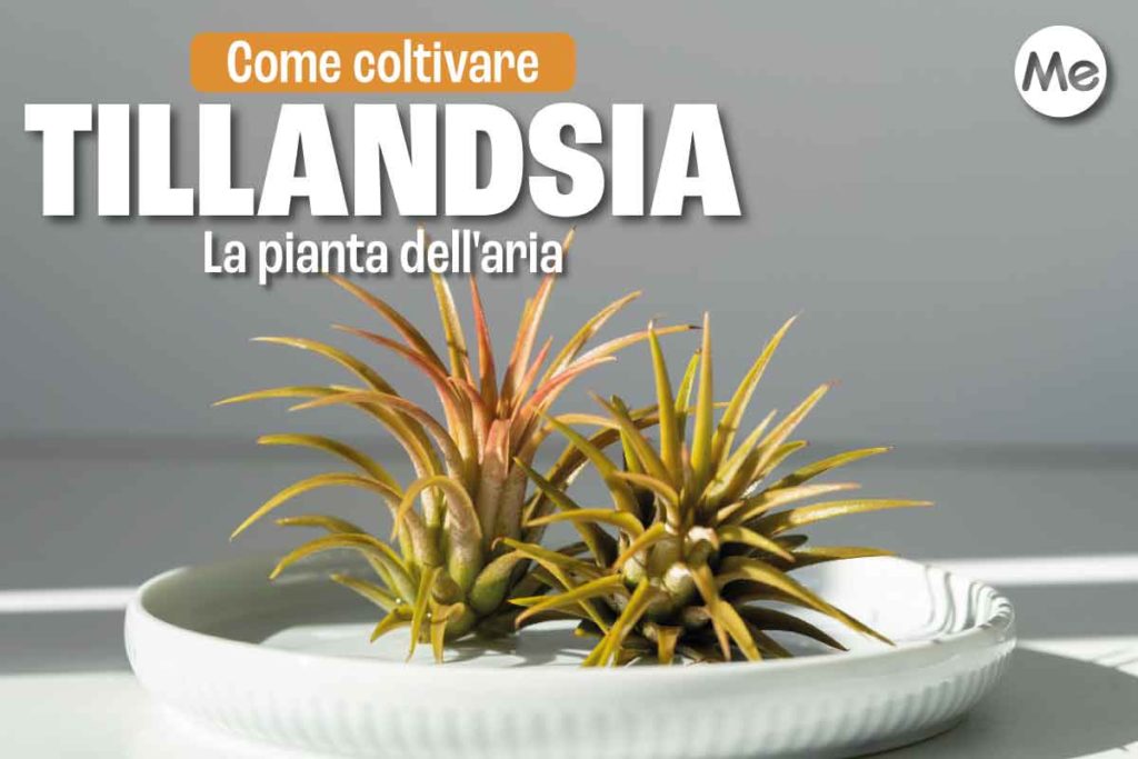 tillandsia 2.jpg