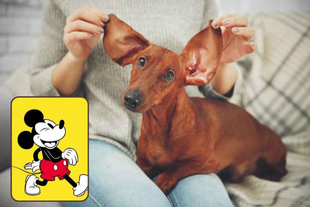 topolino cani.jpg