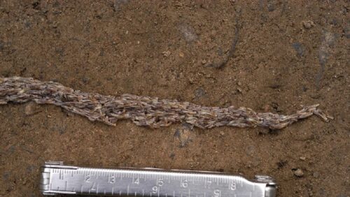 verme serpente 500x281.jpg