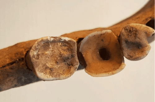 viking teeth m.png