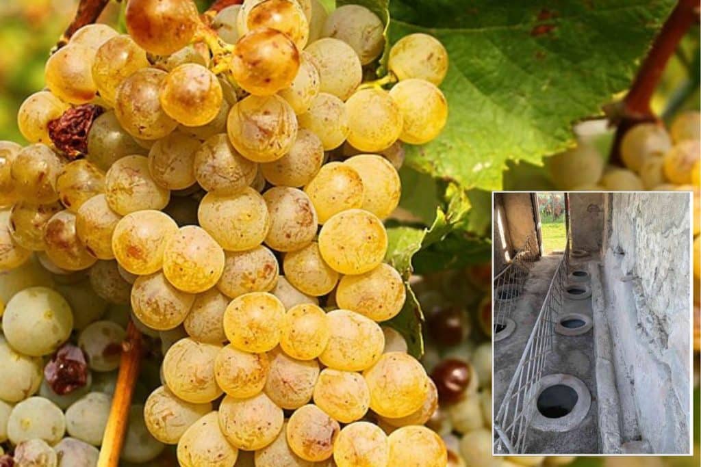 vino romani.jpg