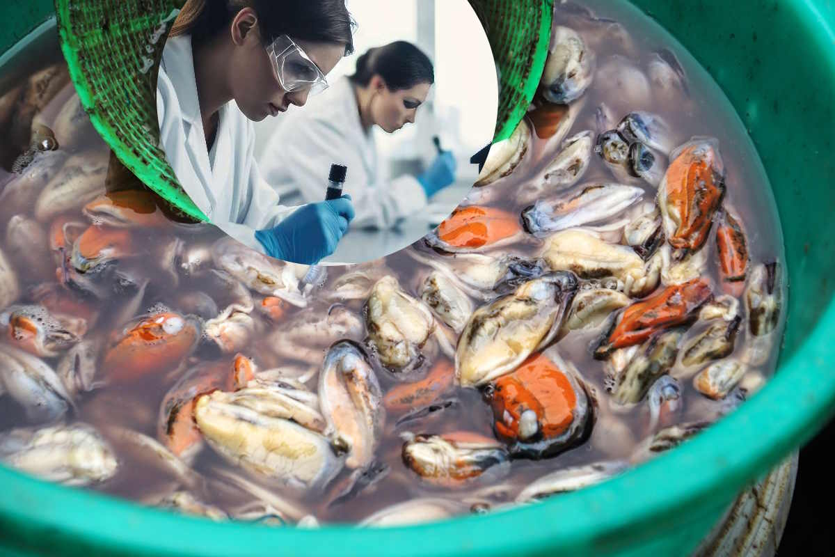vongole longevita.jpg