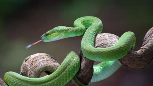 Inventato un antidoto universale contro il veleno dei serpenti più pericolosi al mondo 1 65d7141959bf5b4f4634a32c 500x282.jpg