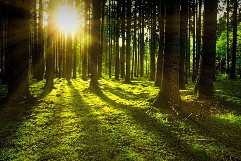 Alberi.jpg