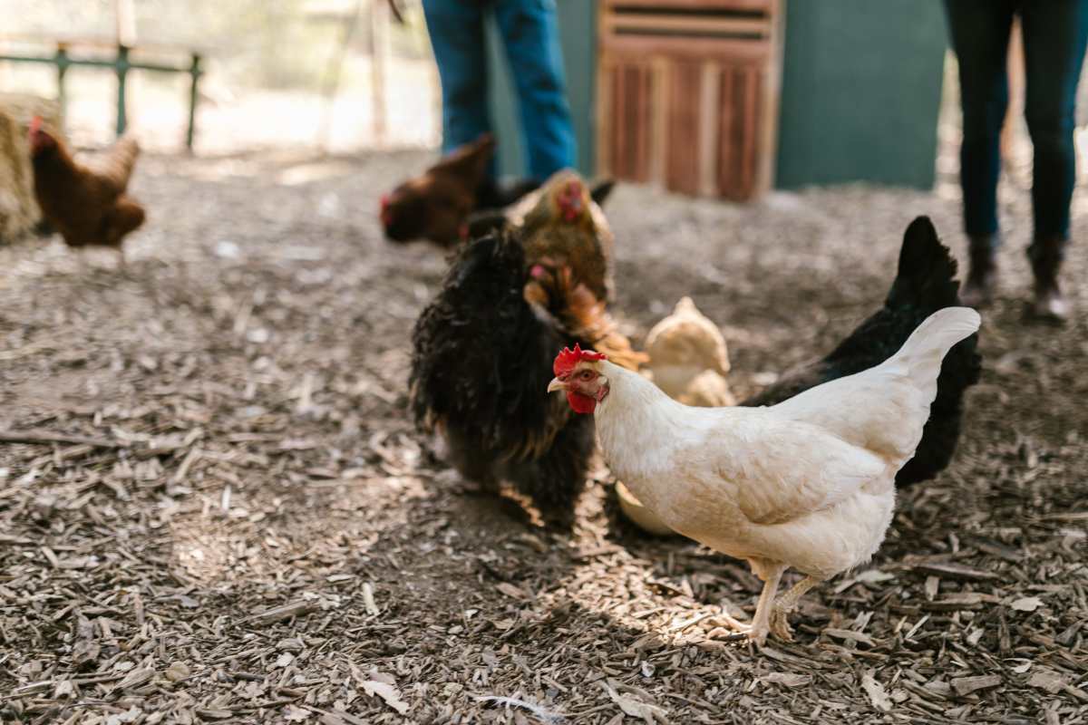 Apprendimento automatico galline.jpg