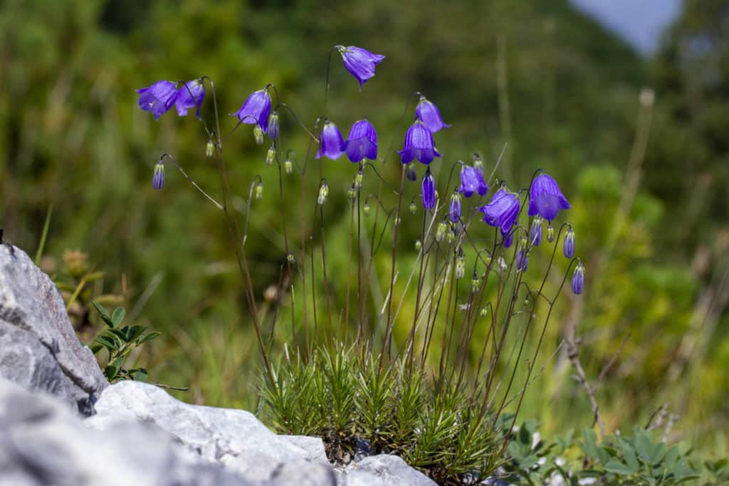 Campanula bergomensis scaled.jpg