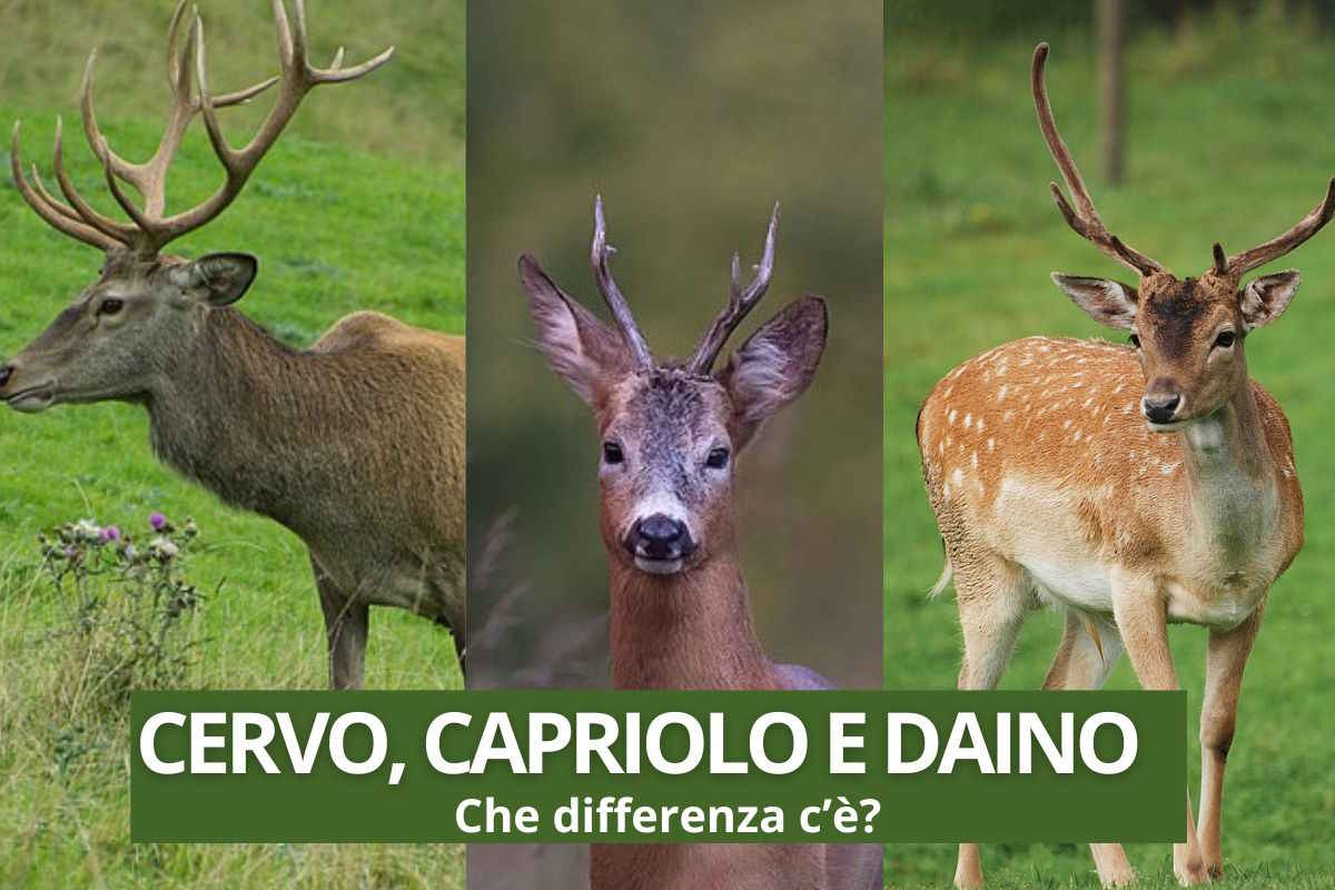 Sapresti riconoscere un cervo, un capriolo e un daino? Queste sono le differenze 1 Cover Redazione.jpg