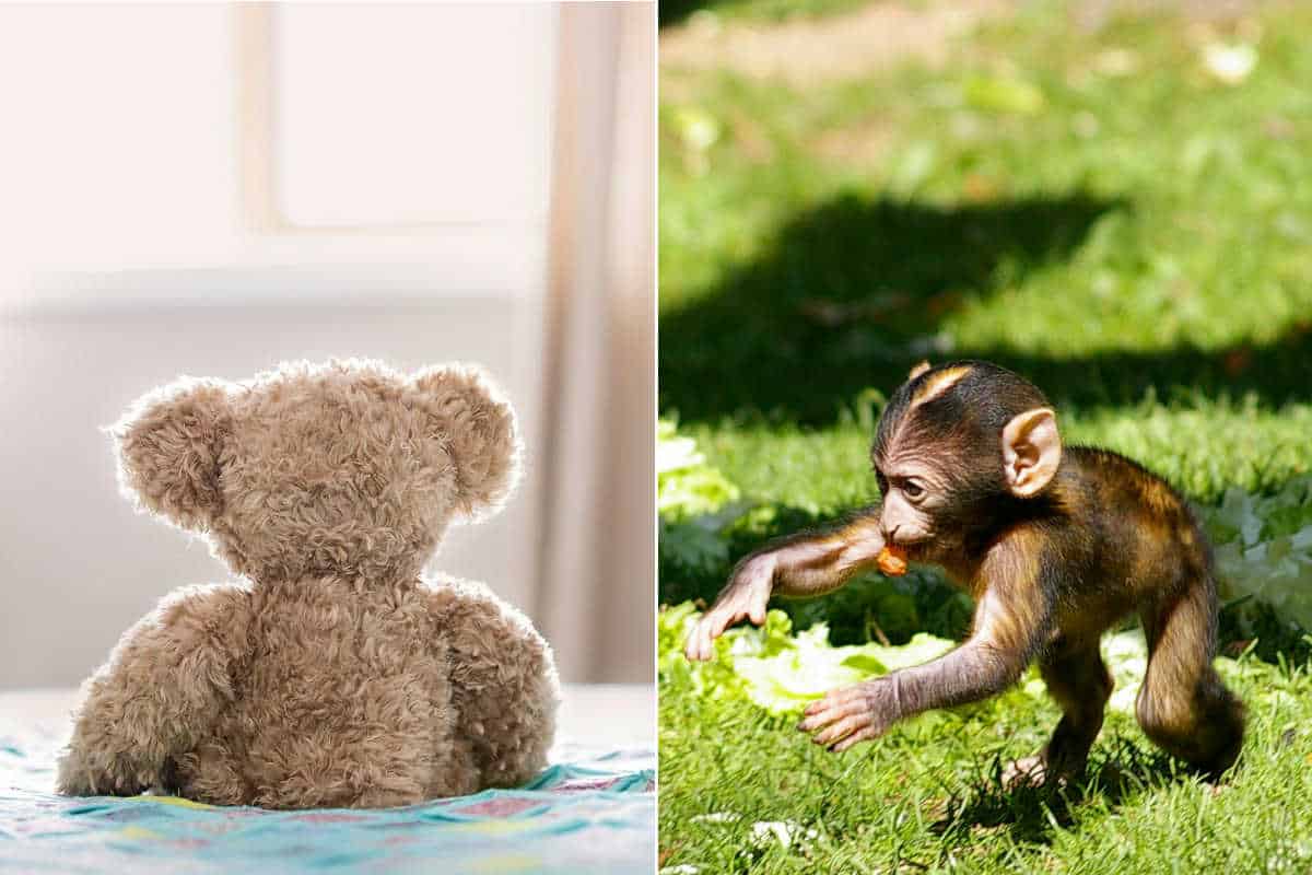 Donare peluche 2.jpg