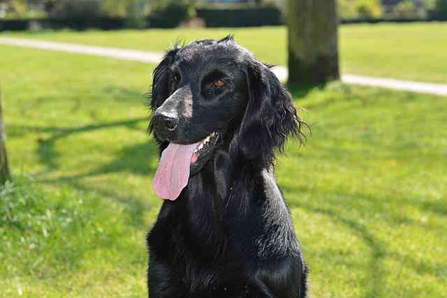 Flatcoated retriever with tongue