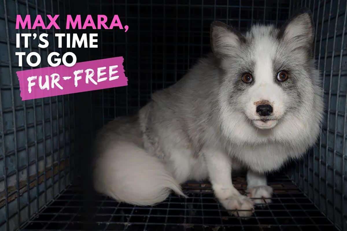 MaxMara campagna contro pellicce.jpg