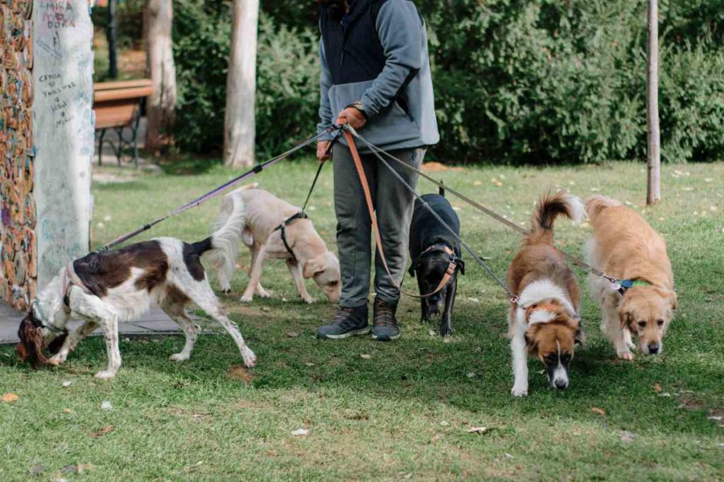 Milano pet friendly.jpg