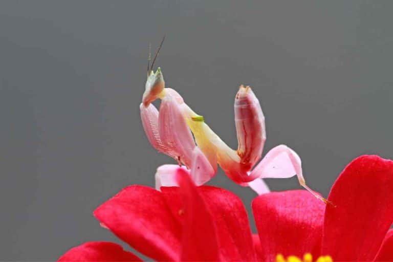 Orchid mantis 3.jpg