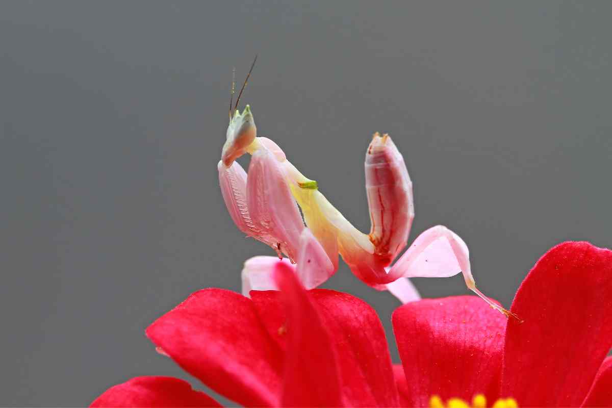 Orchid mantis 3.jpg