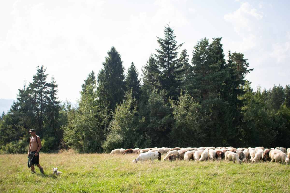 Pastori pecore.jpg