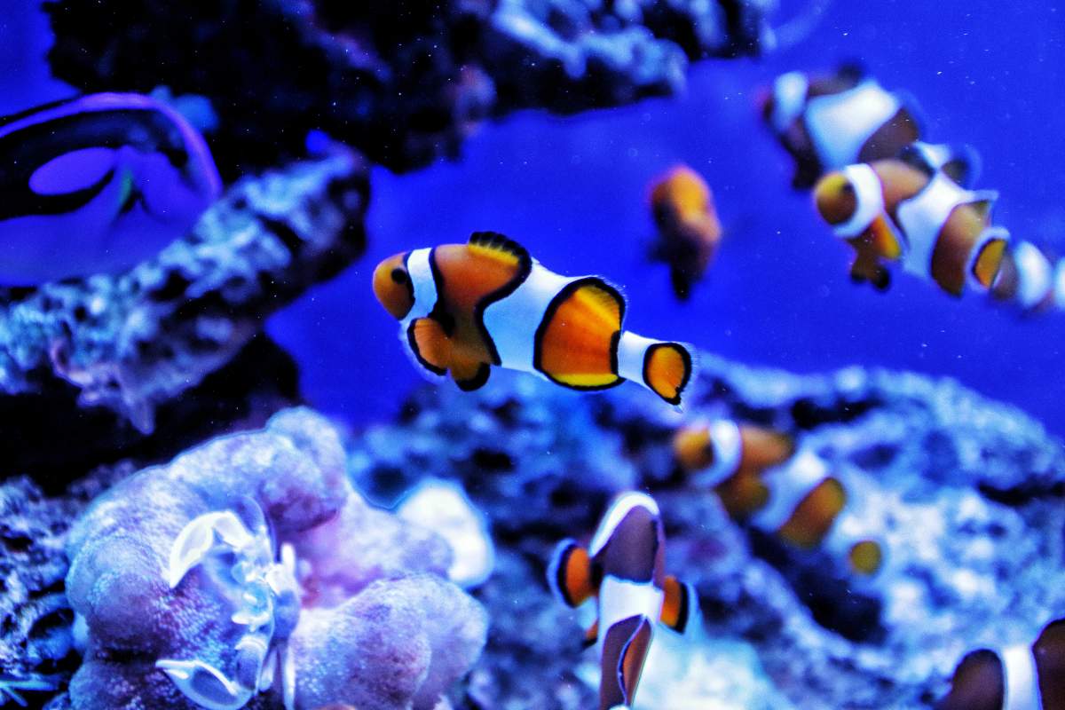 Pesce pagliaccio.jpg