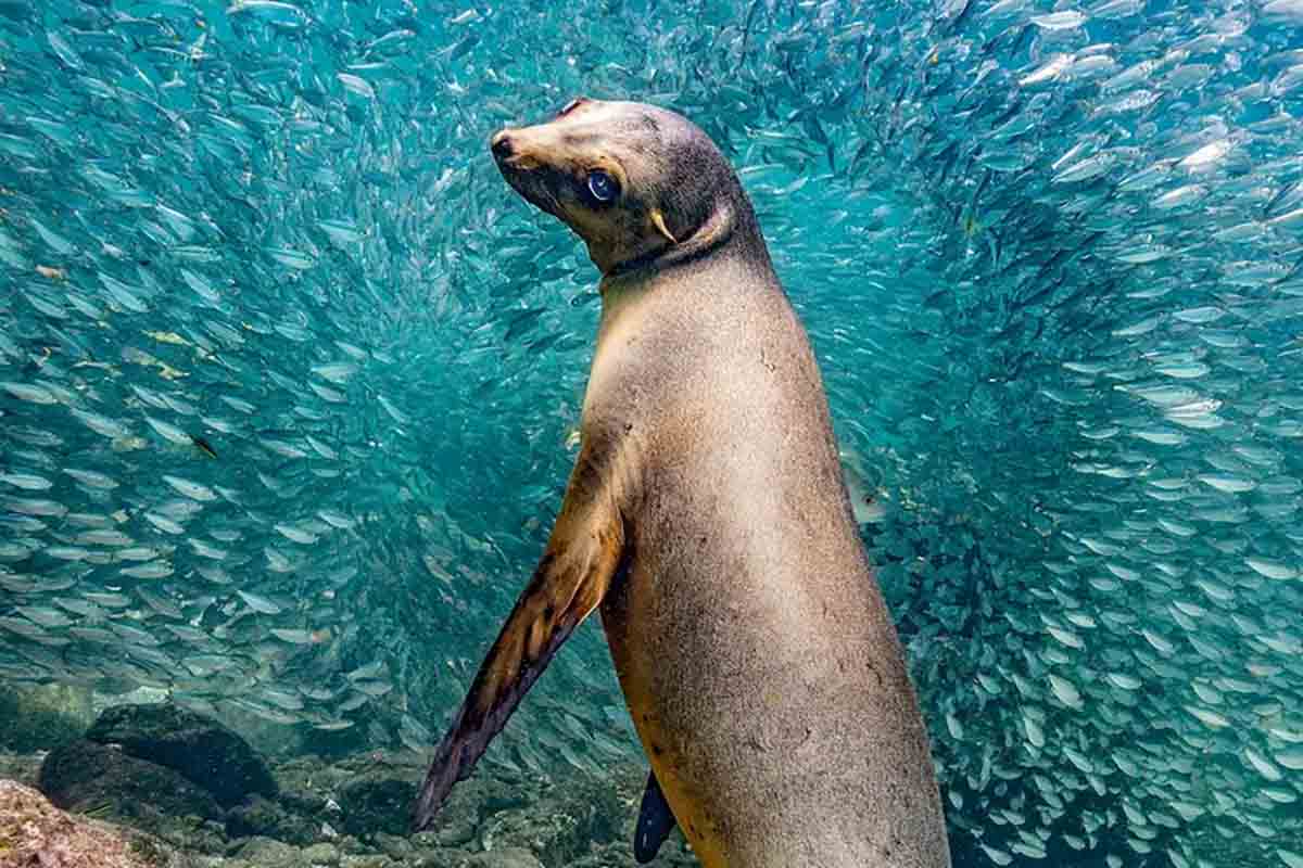 Photography of the Year Glenn Ostle Sea Lion in Los Islotes big 1.jpg