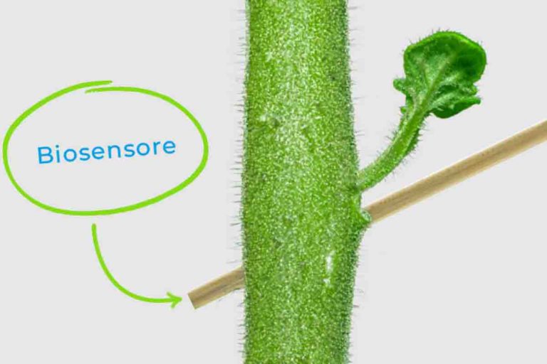 Plantvoice.jpg