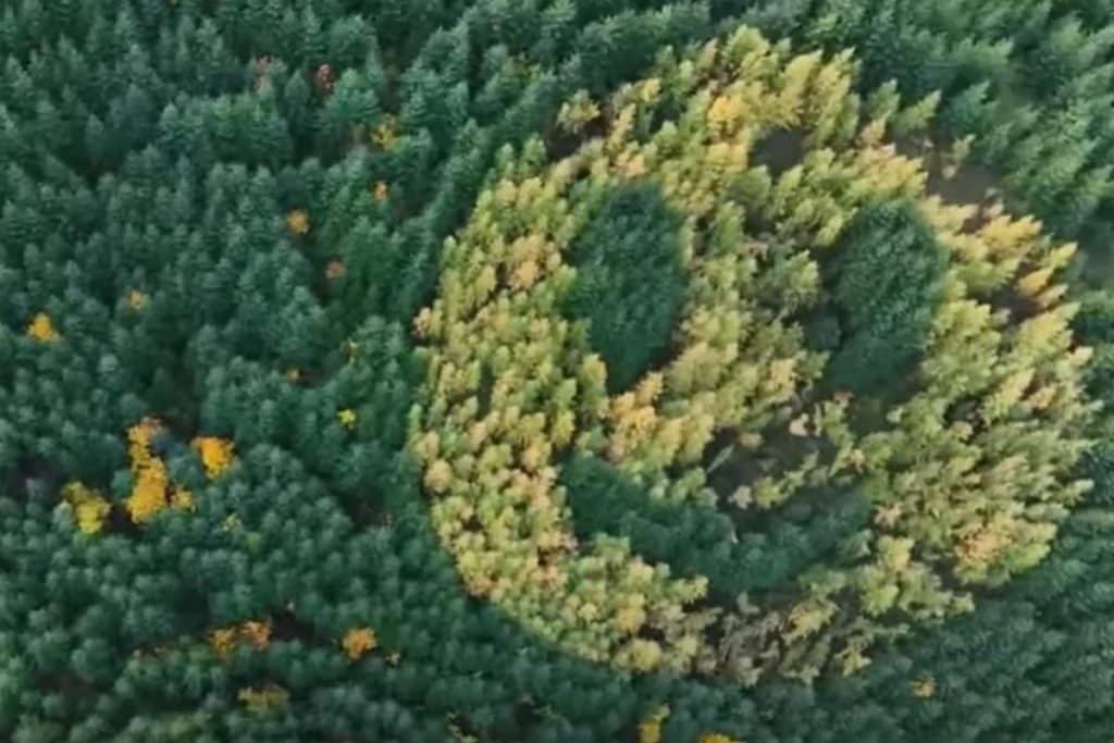 Smile foresta.jpg