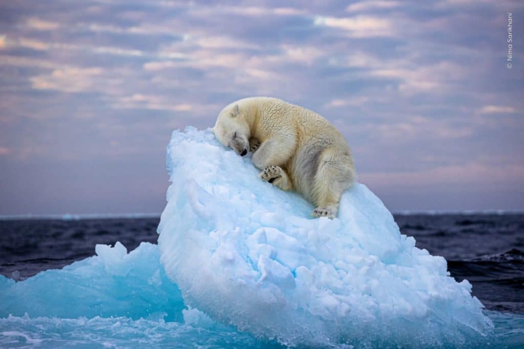 Wildlife Photographer of the Year.jpg