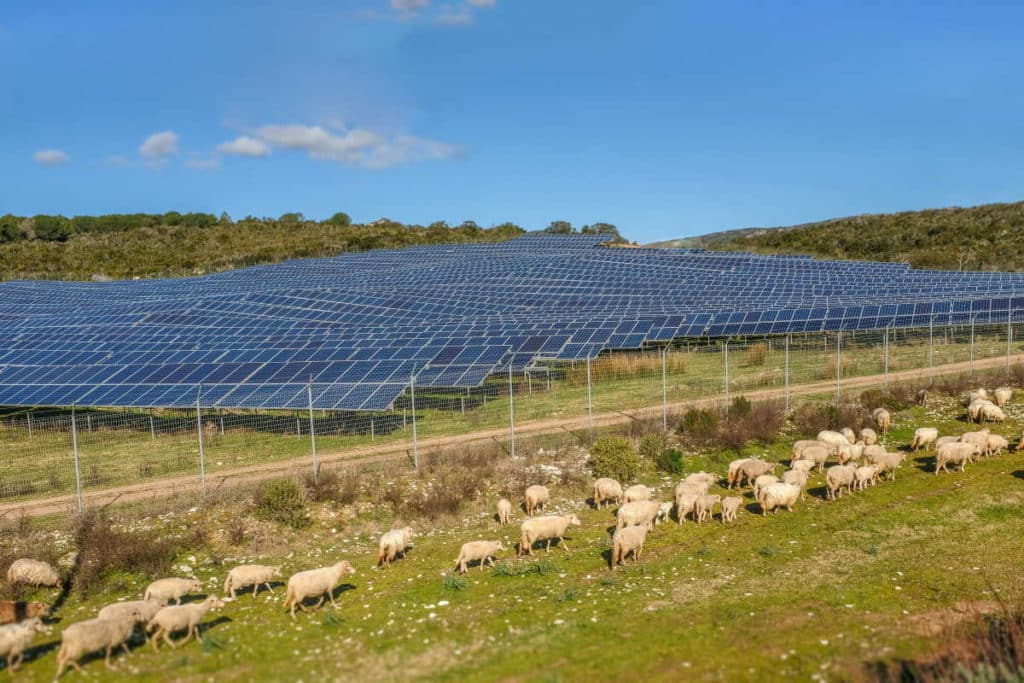 agrivoltaico1.jpg