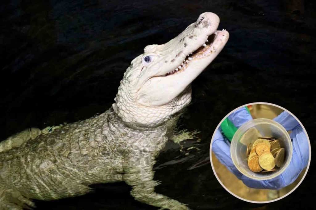 alligatore 1.jpg