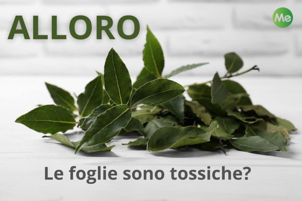 alloro tossico.jpg