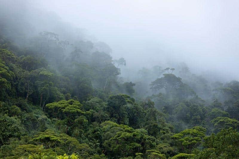 amazon rainforest m.jpg