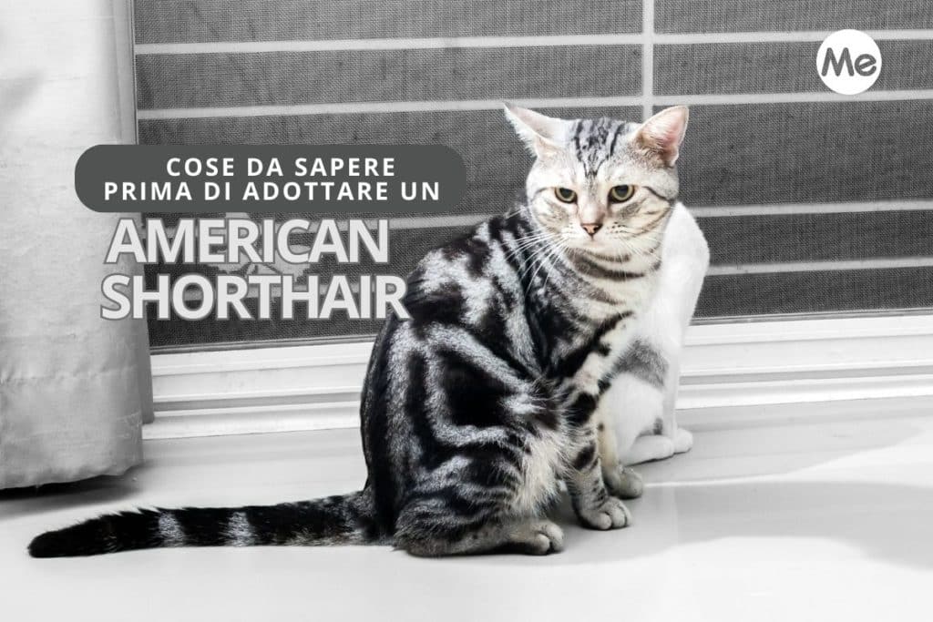 american short hair.jpg