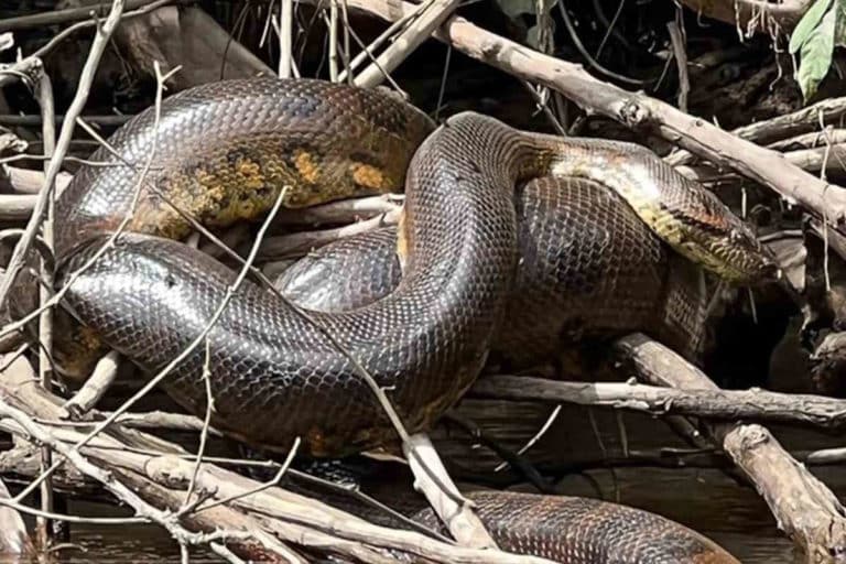 anaconda.jpg
