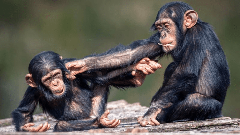 ape tease m.png